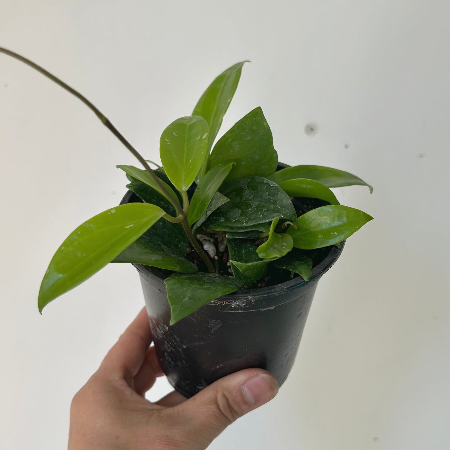 Hoya limoniaca 4” pot