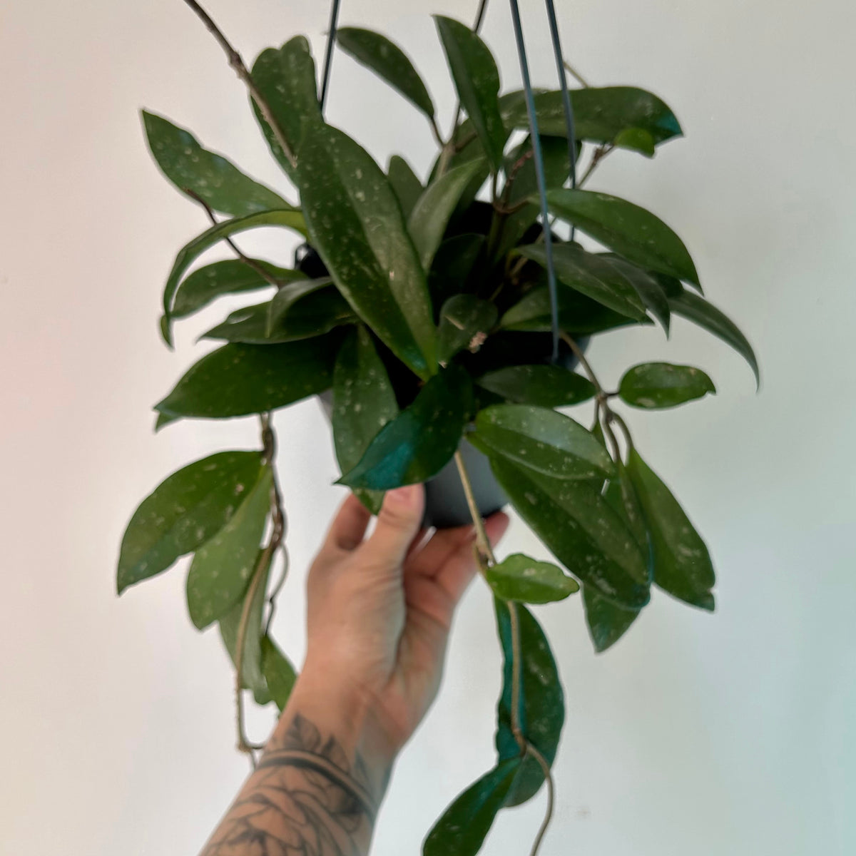 Hoya Pubicalyx 5” hanging basket