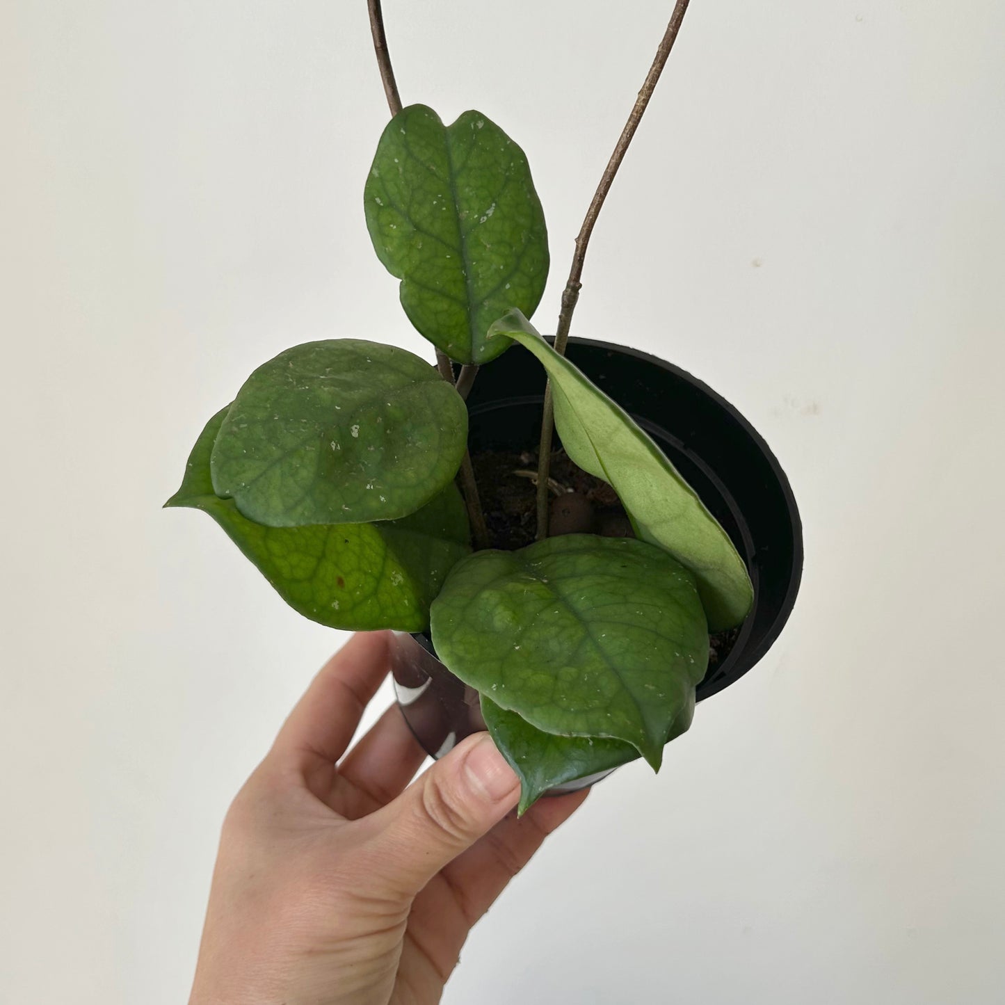 Hoya fungii 4” pot