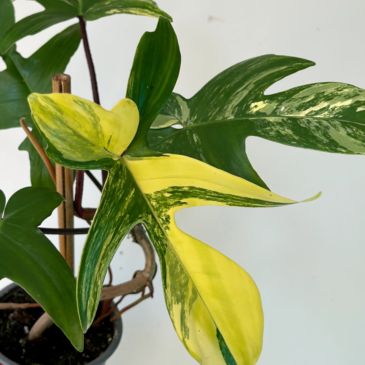 Variegated Philodendron “Florida Beauty” 4”pot