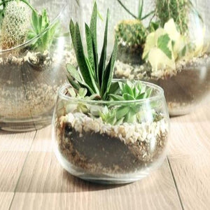 DIY Open Terrarium Kit (Fishbowl)