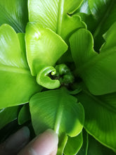 Load image into Gallery viewer, Bird’s Nest Fern 5” Pot
