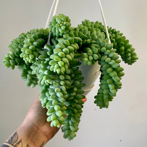 Burro's Tail Trailing Succulent  (Sedum Morganianum Burrito) ) 6”hanging basket