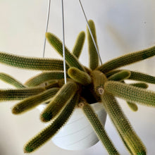 Load image into Gallery viewer, Golden Rat Tail (Cleistocactus winteri) 8”hanging basket
