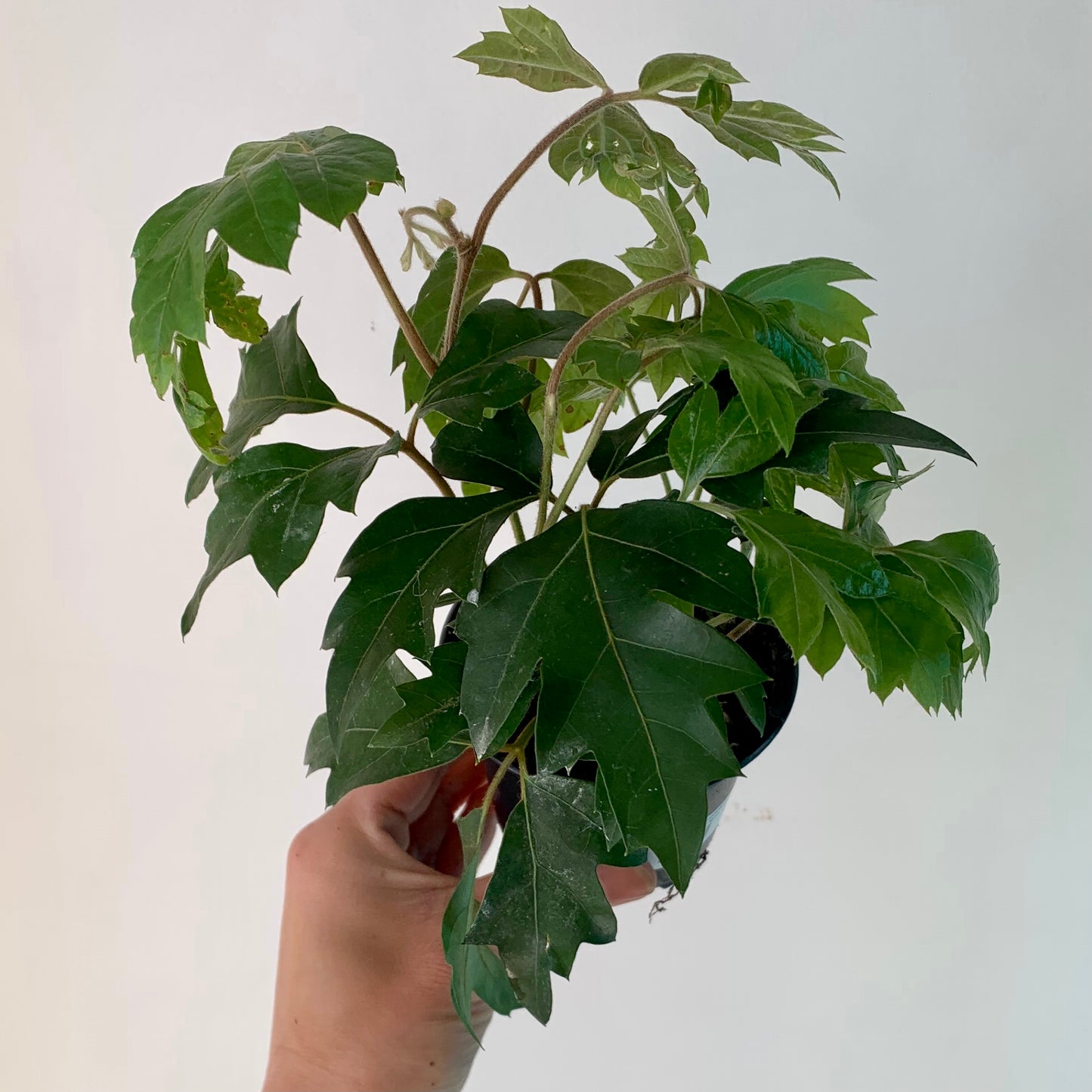 Grape Ivy (Cissus Rhombifolia) 3.5” pot