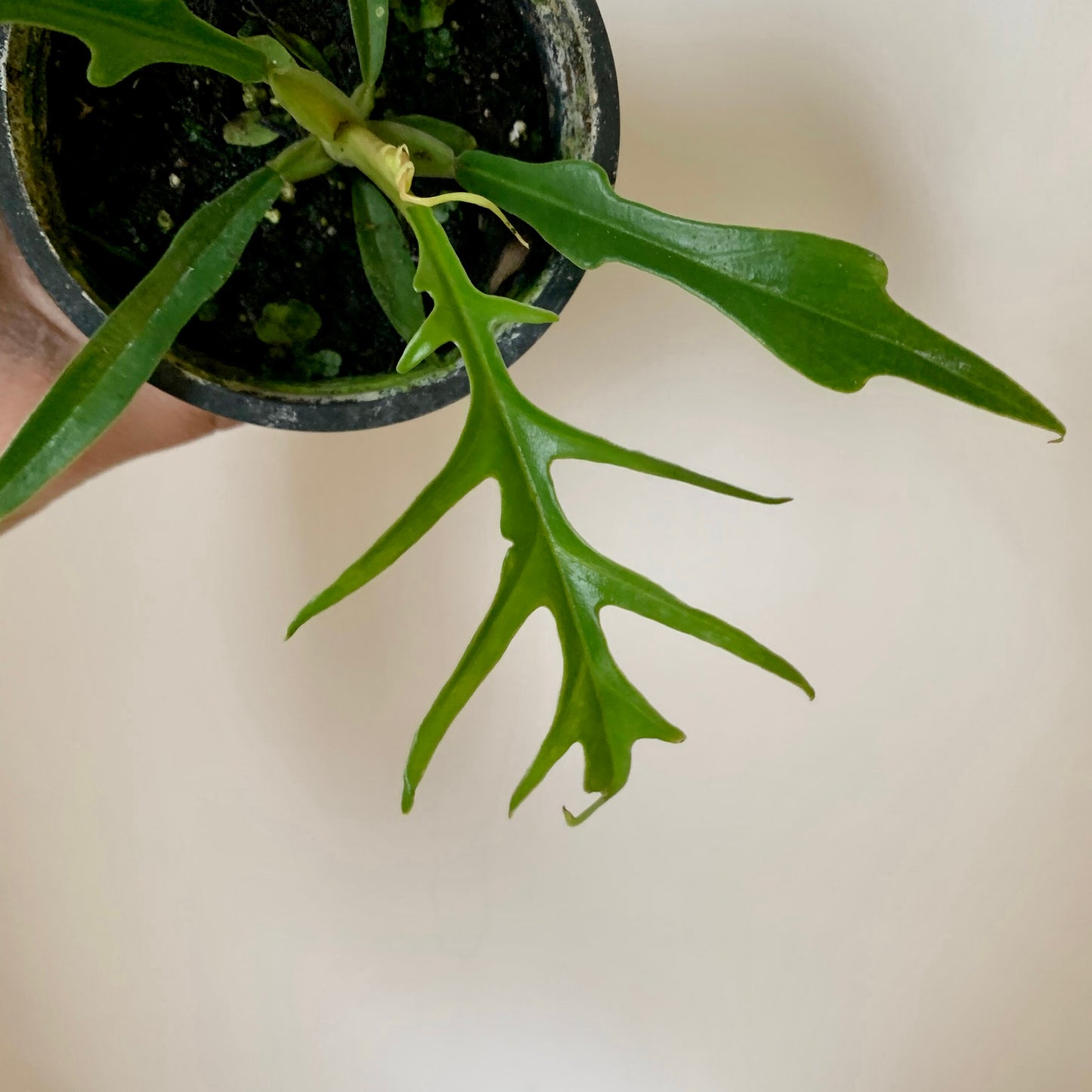Philodendron Tortum 3.5”pot