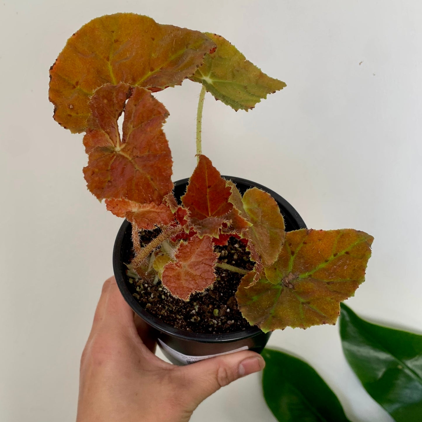 Begonia Rex "Autumn Ember” 4”pot