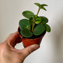 Load image into Gallery viewer, Peperomia &quot;Hope&quot; 2.75&quot; pot
