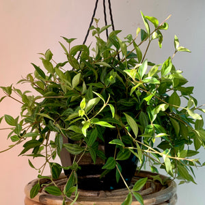 Peperomia “Beetle” (Angulata) in 8" Hanging Basket