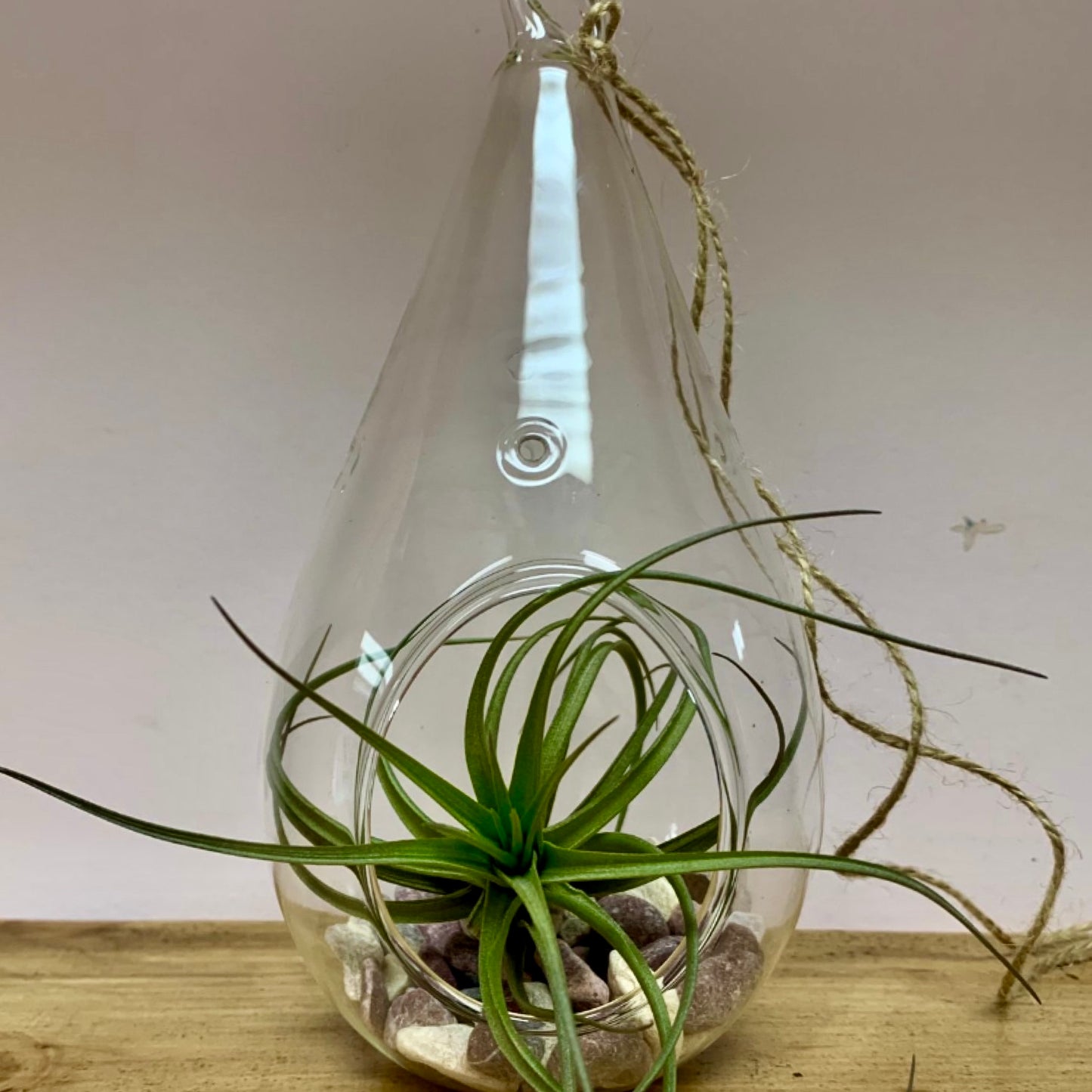 Decorative Glass Terrarium (3.5 wide)