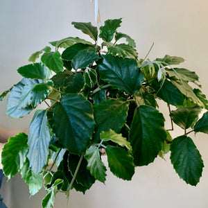 Chestnut Vine (Tetrastigma Voinierianum )10” Hanging Basket