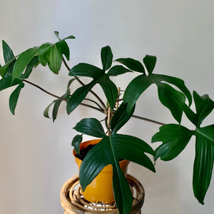 Philodendron "Florida Green Beauty"  Red Stem on trellis in 6” pot