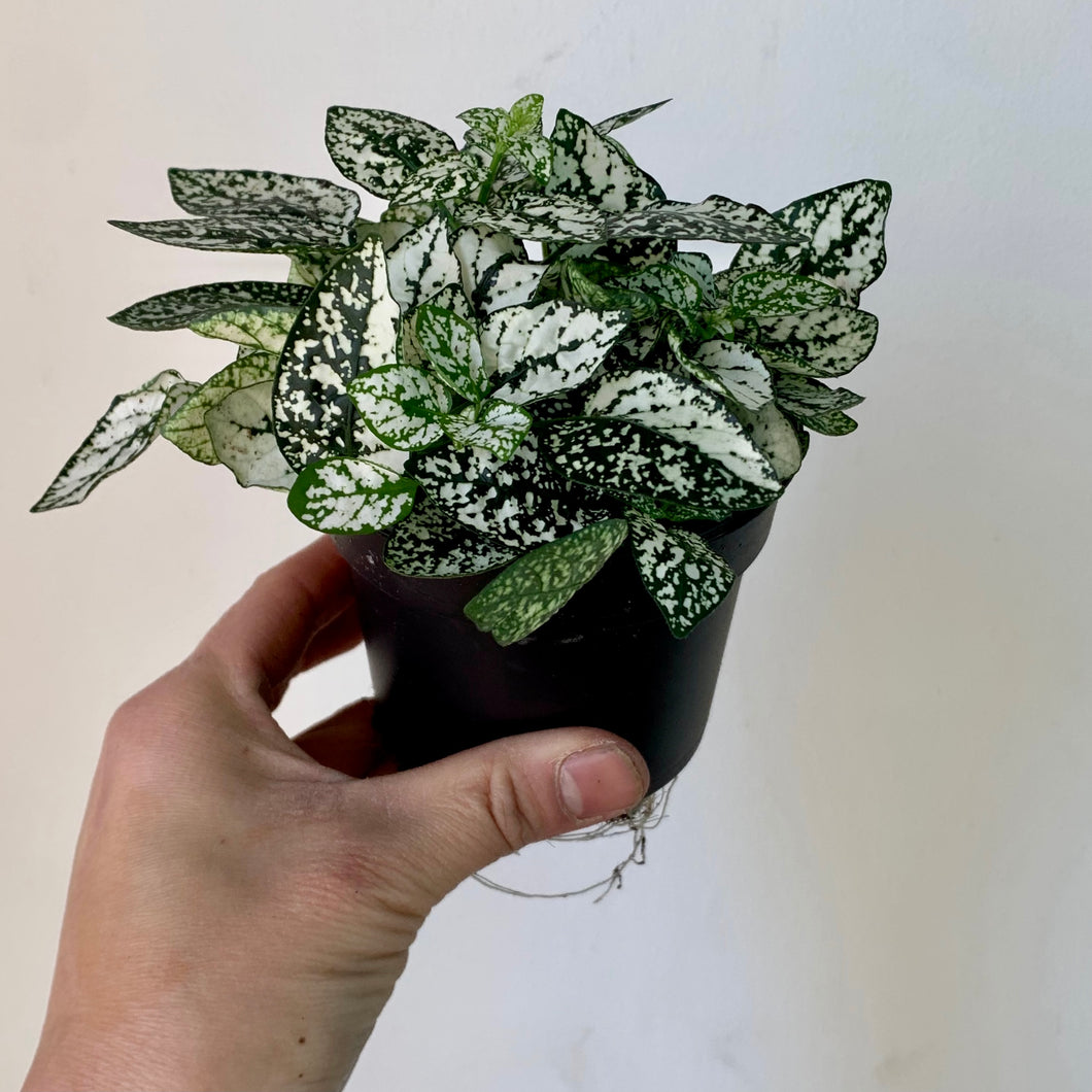Polka dot plant (Hypoestes phyllostachya) -WHITE 3.5” pot