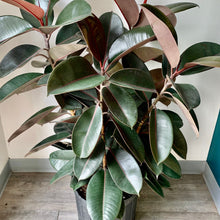 Load image into Gallery viewer, Burgundy Rubber Fig (Ficus Elastica) approximately  4.5ft tall in 14” pot
