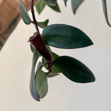 Load image into Gallery viewer, Lipstick Plant (Aeschynanthus Pulcher) 6” Hanging Basket
