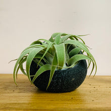 Load image into Gallery viewer, Ceramic airplants holder (available in two styles)
