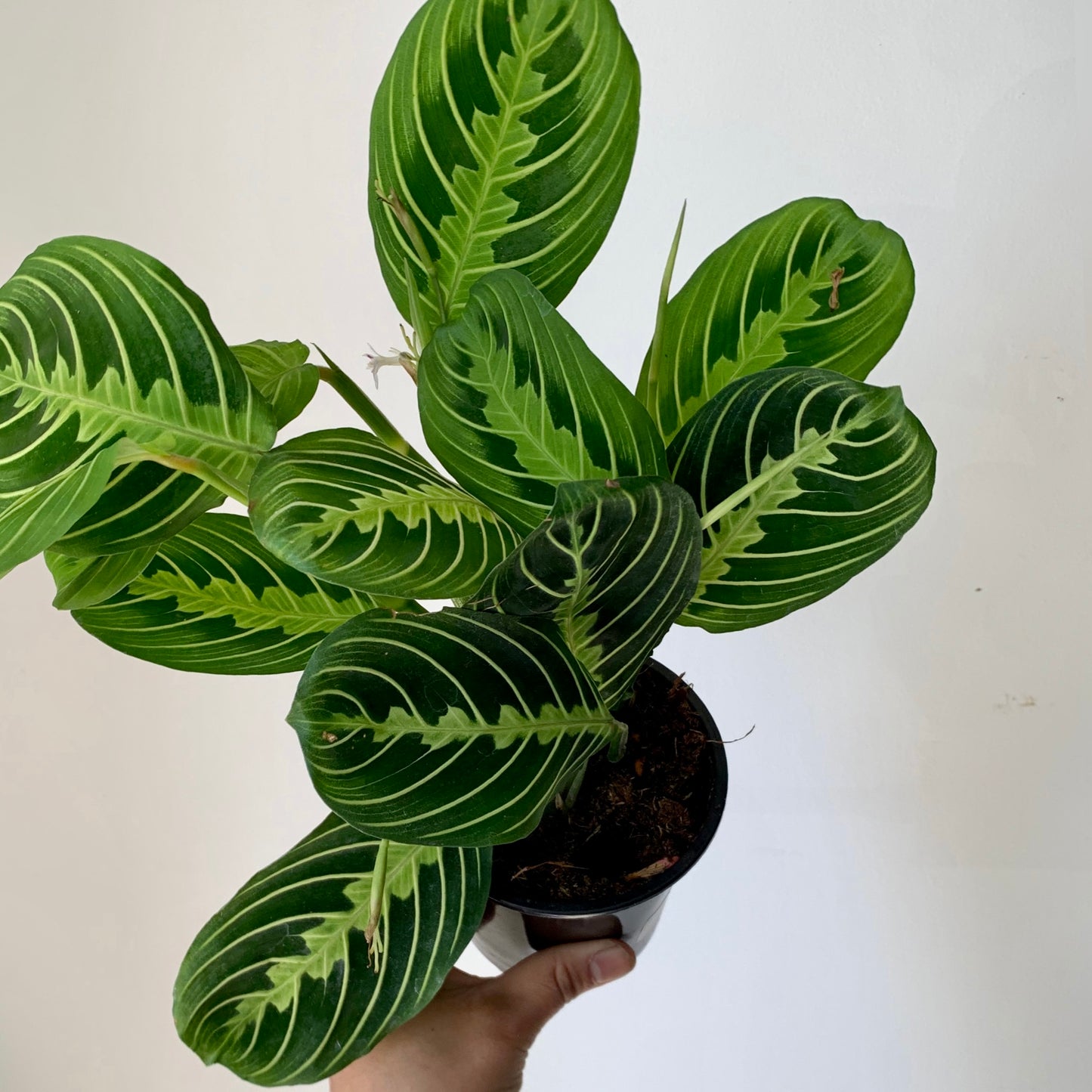 Maranta Leuconeura “Lemon Lime” 4”pot