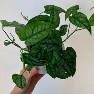 Monstera Siltepecana 4” pot