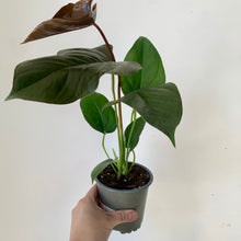 Load image into Gallery viewer, Anthurium &quot;Red Leaf&quot; 4&quot; pot
