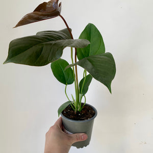 Anthurium "Red Leaf" 4" pot