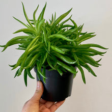 Load image into Gallery viewer, Peperomia &quot;Happy Bean&quot; 5&quot; pot
