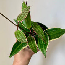 Load image into Gallery viewer, Hoya Macrophylla 4&quot; pot
