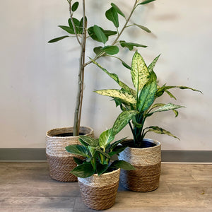 ORLIN Decorative Plant Basket (3 sizes available)