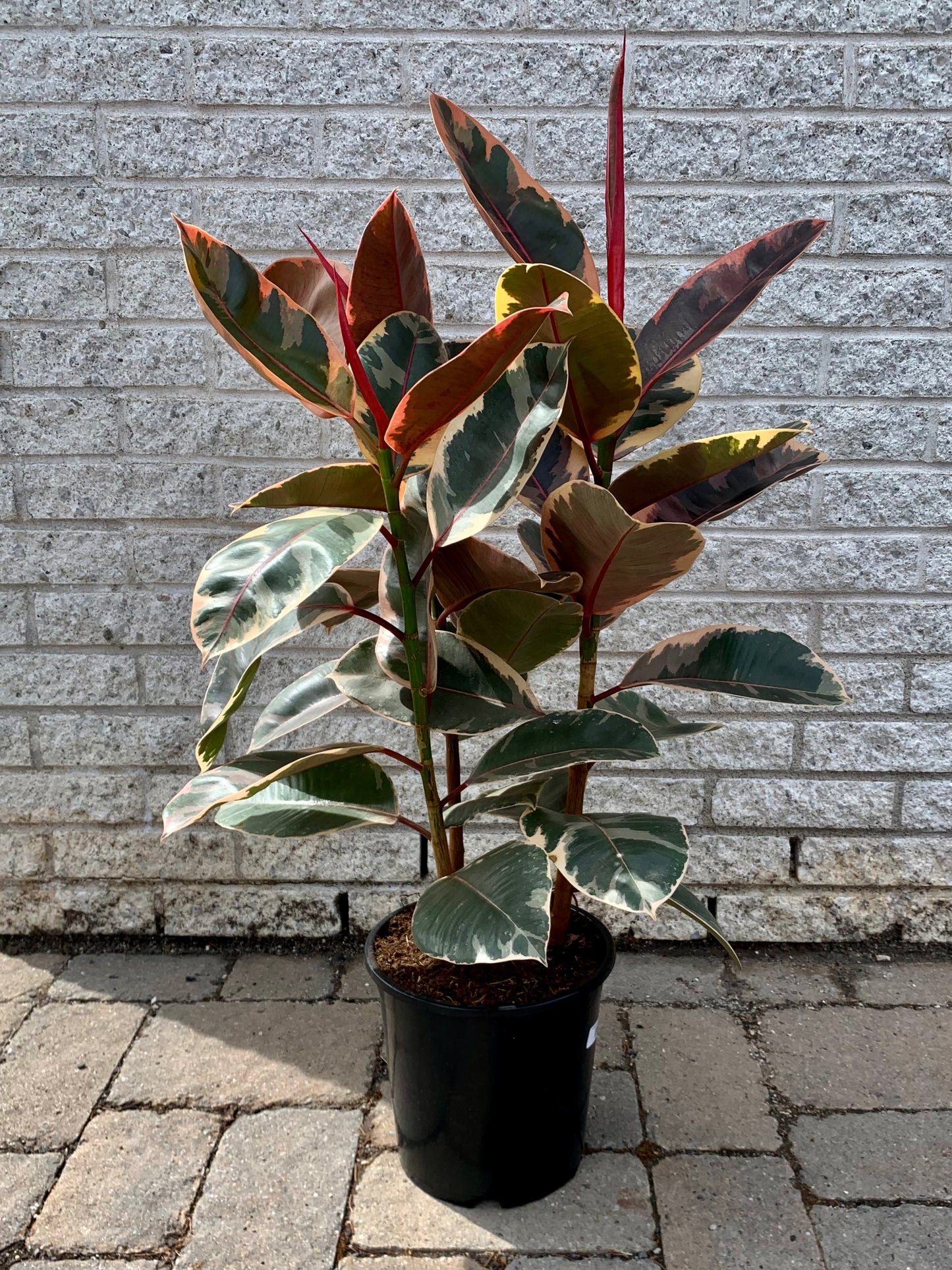 Variegated Ficus Elastica Column “Ruby” approximately 2.5 ft tall in 8”pot