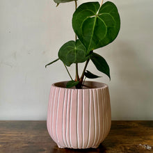 Load image into Gallery viewer, CHEYENNE PINK footed concrete pot (5.5”X5”)
