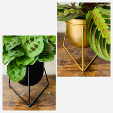 Load image into Gallery viewer, CHARLOTTE Raised Modern Planter

