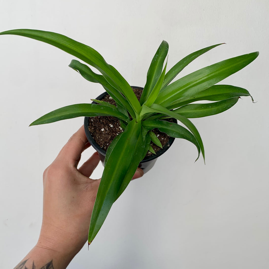 Spider Plant (Green) 3.5” pot