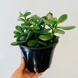 Jade Succulent (Crassula Ovata) 6” pot