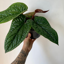 Load image into Gallery viewer, Anthurium Luxurians X Radicans (Hybrid) 6&quot; pot
