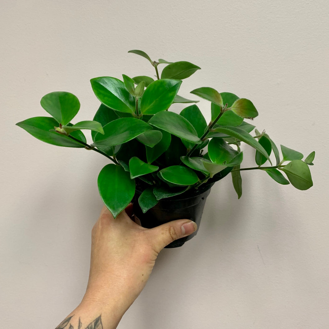 Mona Lisa Lipstick Plant (Aeschynanthus ) 3.5” pot