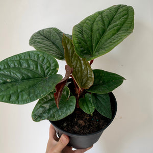 Anthurium Luxurians X Radicans (Hybrid) 6" pot