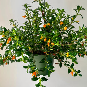Goldfish Plant (Nematanthus Gregarius) 6” Hanging Basket