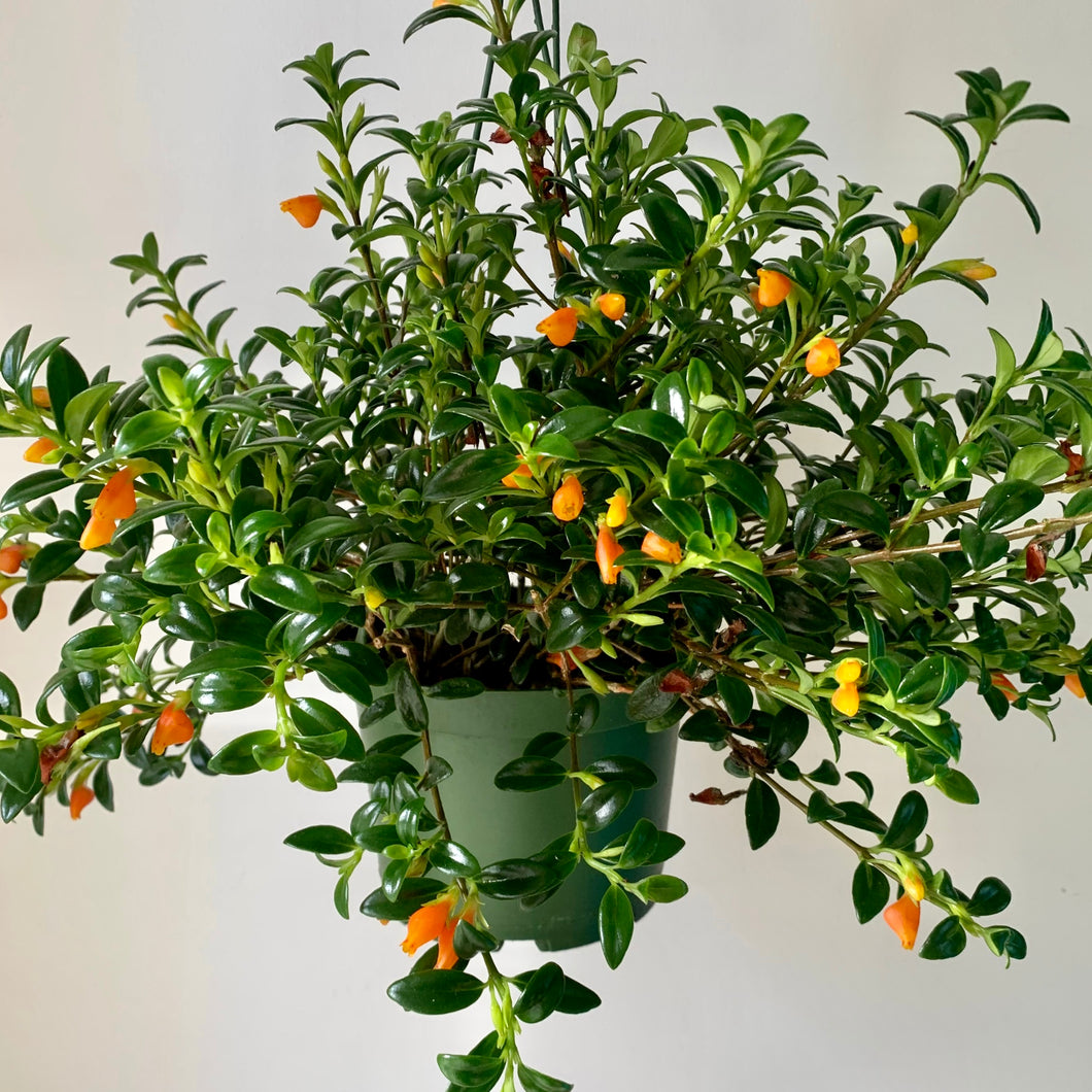 Goldfish Plant (Nematanthus) 6” Hanging Basket