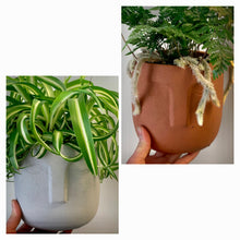 Load image into Gallery viewer, LEO Face Planter (5”X5.25&quot;) available in light grey + terra cotta
