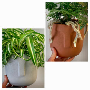 LEO Face Planter (5”X5.25") available in light grey + terra cotta