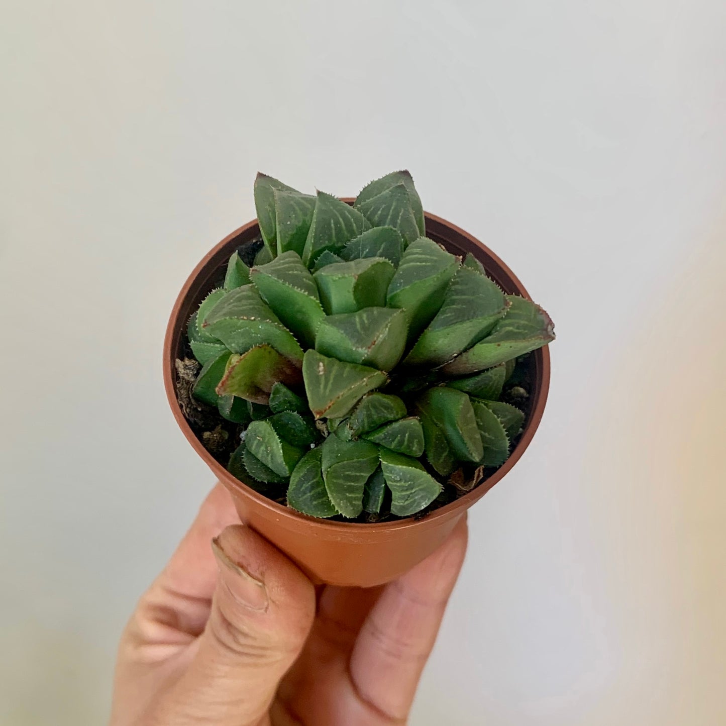 Star Cactus (Haworthia Retusa) 2.5” pot