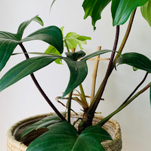 Load image into Gallery viewer, Philodendron &quot;Florida Green Beauty&quot;  Red Stem on trellis in 6” pot
