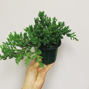 Juniper Bonsai Tree 4” pot