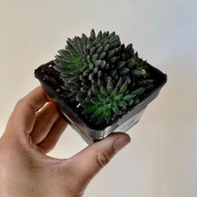 Load image into Gallery viewer, Chinese Jade &quot;Cristata&quot;  (Sinocrassula Yunnanensis) 3.5”pot
