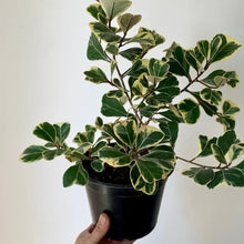Load image into Gallery viewer, Ficus Triangularis Variegata 6” pot
