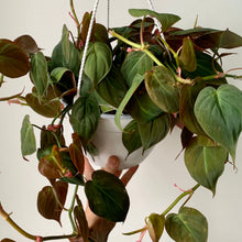 Load image into Gallery viewer, Philodendron “Micans” 8 hanging basket
