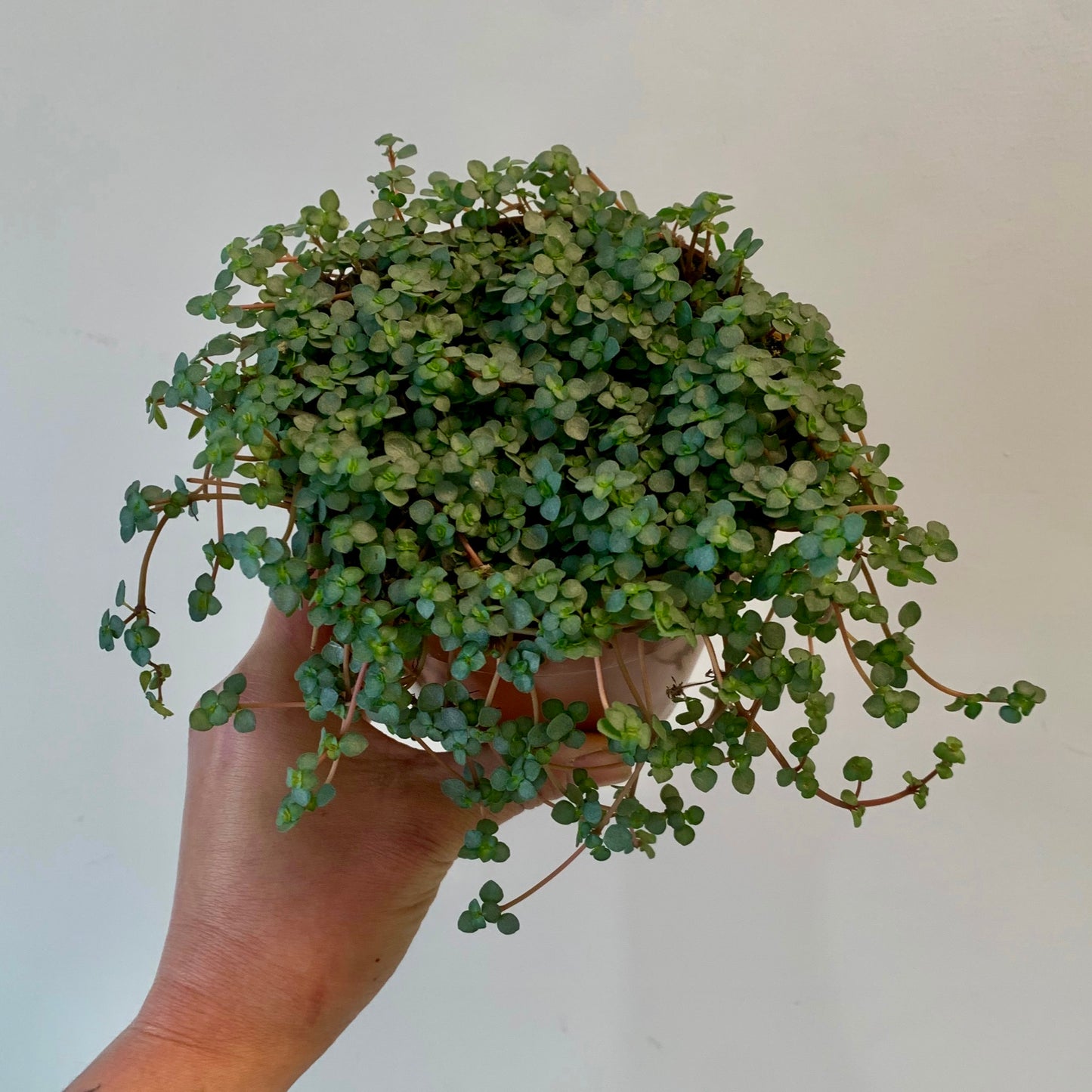 Pilea glauca "Aquamarine" 5”pot