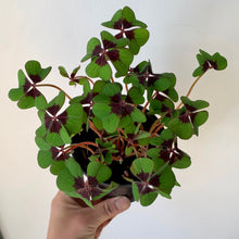 Load image into Gallery viewer, Oxalis tetraphylla &quot;Iron Cross&quot; 4” pot
