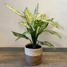 Load image into Gallery viewer, ORLIN Decorative Plant Basket (3 sizes available)

