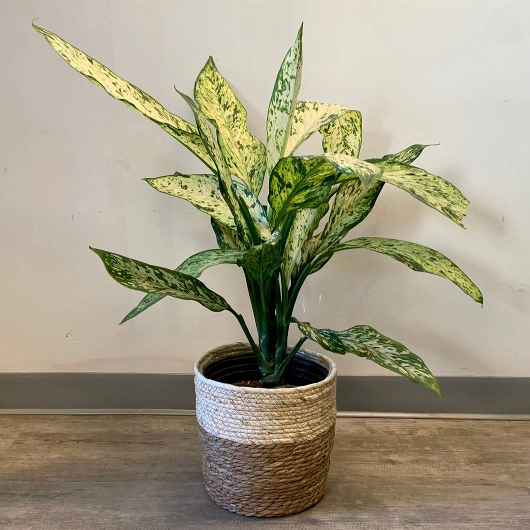 ORLIN Decorative Plant Basket (3 sizes available)