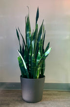 Load image into Gallery viewer, Sansevieria “Black Coral” (approximately 3FT tall) 10” pot
